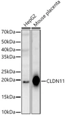 Anti-Claudin 11 antibody used in Western Blot (WB). GTX53949