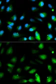 Anti-JAM-A antibody used in Immunocytochemistry/ Immunofluorescence (ICC/IF). GTX53992