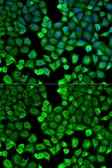Anti-HNMT antibody used in Immunocytochemistry/ Immunofluorescence (ICC/IF). GTX54118