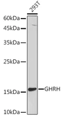 Anti-GHRH antibody used in Western Blot (WB). GTX54141