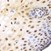 Anti-SRP1 antibody used in IHC (Paraffin sections) (IHC-P). GTX54302