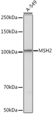 Anti-MSH2 antibody used in Western Blot (WB). GTX54377