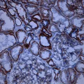 Anti-CD46 antibody [M177] used in IHC (Frozen sections) (IHC-Fr). GTX54447