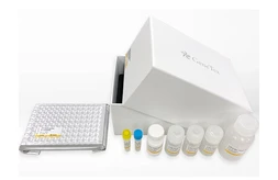 CD81 Sandwich ELISA Kit. GTX545081
