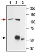 Anti-VRL1 antibody used in Immunoprecipitation (IP). GTX54766