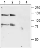 Anti-Kv12.3 antibody used in Western Blot (WB). GTX54790