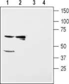 Anti-Kir5.1 antibody used in Western Blot (WB). GTX54791