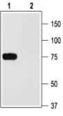 Anti-Kv1.2 antibody used in Western Blot (WB). GTX54835