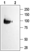 Anti-KCNQ2 antibody used in Western Blot (WB). GTX54840