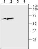 Anti-VGluT1 antibody used in Western Blot (WB). GTX54870
