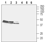 Anti-VGLUT2 antibody used in Western Blot (WB). GTX54871