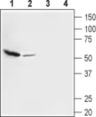 Anti-vGluT3 antibody used in Western Blot (WB). GTX54872