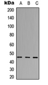 Anti-ABHD3 antibody used in Western Blot (WB). GTX54881
