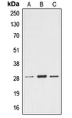 Anti-Ephrin A4 antibody used in Western Blot (WB). GTX55144
