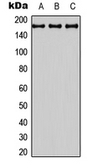 Anti-BAI3 antibody used in Western Blot (WB). GTX55237