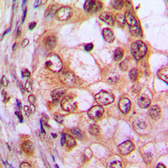 Anti-CDKL1 antibody used in IHC (Paraffin sections) (IHC-P). GTX55287