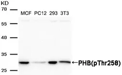 Anti-Prohibitin (phospho Thr258) antibody used in Western Blot (WB). GTX55299
