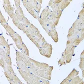 Anti-ATAD3B antibody used in IHC (Paraffin sections) (IHC-P). GTX55522