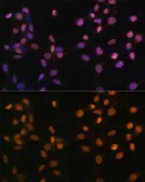 Anti-c-Jun antibody used in Immunocytochemistry/ Immunofluorescence (ICC/IF). GTX55573