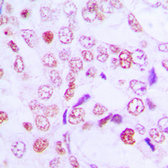 Anti-Cyclin G1 antibody used in IHC (Paraffin sections) (IHC-P). GTX55852