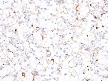 Anti-TIM-3 antibody [IHC003] used in IHC (Paraffin sections) (IHC-P). GTX57202
