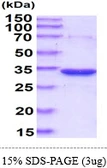 Human PGP protein, His tag. GTX57409-pro