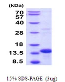 Human BOLA3 protein, His tag. GTX57424-pro