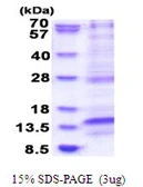 Human LAMTOR4 protein, His tag. GTX57428-pro