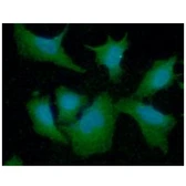 Anti-Hsp70 antibody [4E7] used in Immunocytochemistry/ Immunofluorescence (ICC/IF). GTX57551