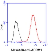 Anti-ADRM1 antibody [AT34C2] used in Flow cytometry (FCM). GTX57566