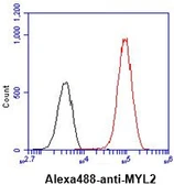 Anti-Myosin Light Chain 2 (MLC-2v) antibody [AT3B2] used in Flow cytometry (FCM). GTX57570