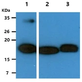 Anti-HINT2 antibody [AT5B10] used in Western Blot (WB). GTX57634