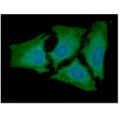Anti-Adenylate kinase 2 antibody [AT7E7] used in Immunocytochemistry/ Immunofluorescence (ICC/IF). GTX57648