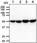 Anti-PDHX antibody [AT1E11] used in Western Blot (WB). GTX57725