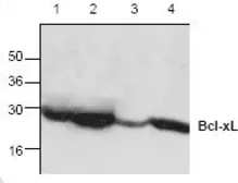 Anti-Bcl-XL antibody used in Western Blot (WB). GTX59678