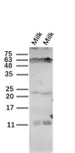 Anti-Kappa casein antibody used in Western Blot (WB). GTX60145