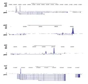 Anti-Estrogen Receptor alpha antibody [GT9004] used in ChIP assay (ChIP assay). GTX60340