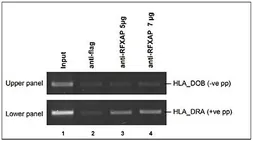 Anti-RFXAP antibody - ChIP grade used in ChIP assay (ChIP assay). GTX60368