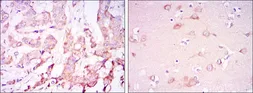 Anti-Pyruvate dehydrogenase kinase 1 / PDK1 antibody [4A11] used in IHC (Paraffin sections) (IHC-P). GTX60386