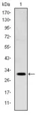 Anti-MSX1 antibody [5D11] used in Western Blot (WB). GTX60428