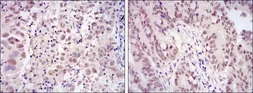 Anti-CDK9 antibody [1B5D10] used in IHC (Paraffin sections) (IHC-P). GTX60443