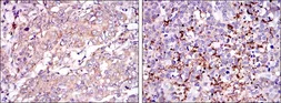 Anti-SMN1 antibody [5H1] used in IHC (Paraffin sections) (IHC-P). GTX60453