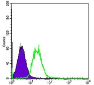 Anti-FYN antibody [2A10] used in Flow cytometry (FCM). GTX60460