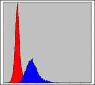 Anti-CRK antibody [3G11C1] used in Flow cytometry (FCM). GTX60487