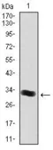 Anti-Thrombopoietin antibody [1B11] used in Western Blot (WB). GTX60583