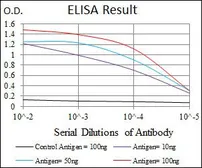 Anti-MELK antibody [2G2] used in ELISA (ELISA). GTX60605