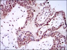 Anti-SPIB antibody [4G5] used in IHC (Paraffin sections) (IHC-P). GTX60635