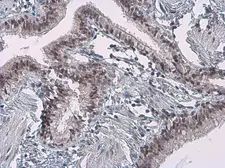 Anti-Cyclin B1 antibody [GT238] used in IHC (Paraffin sections) (IHC-P). GTX628546