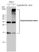 Anti-Ubiquitin antibody [GT751] used in Western Blot (WB). GTX630147