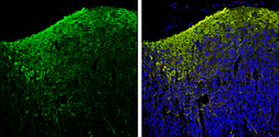 Anti-beta Tubulin 3/ Tuj1 antibody [GT886] used in IHC (Frozen sections) (IHC-Fr). GTX631830